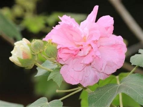 芙蓉如何照顧|如何栽種和養護芙蓉樹